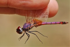 Trithemis annulata