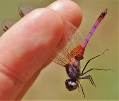 Trithemis annulata