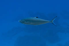 Scomberoides lysan