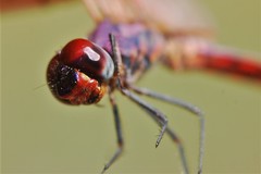 Trithemis annulata