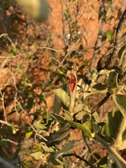 Phragmanthera glaucocarpa