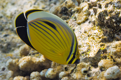 Chaetodon austriacus
