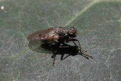 Lispocephala