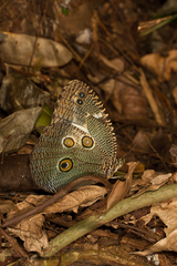 Dasyophthalma creusa