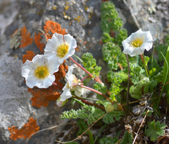 Callianthemum alatavicum