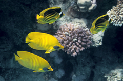Chaetodon semilarvatus