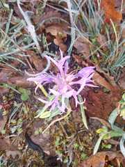 Centaurea graminifolia