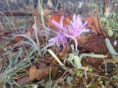 Centaurea graminifolia