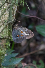 Dasyophthalma creusa