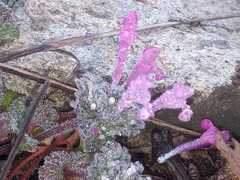 Centaurea graminifolia