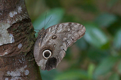 Caligo brasiliensis