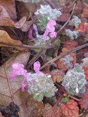 Centaurea graminifolia