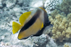 Heniochus intermedius