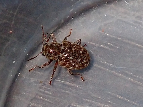 Pachnephorus lewisii · iNaturalist