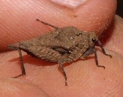 Dasyleurotettix infaustus