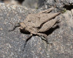 Dasyleurotettix infaustus