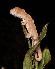 Drakensberg Dwarf Chameleon photo 2