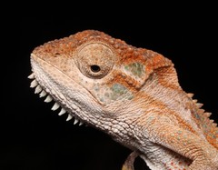 Drakensberg Dwarf Chameleon photo 3