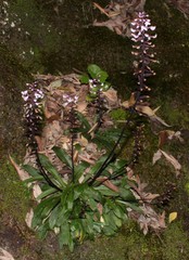 Stenoglottis fimbriata