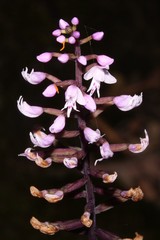 Stenoglottis fimbriata