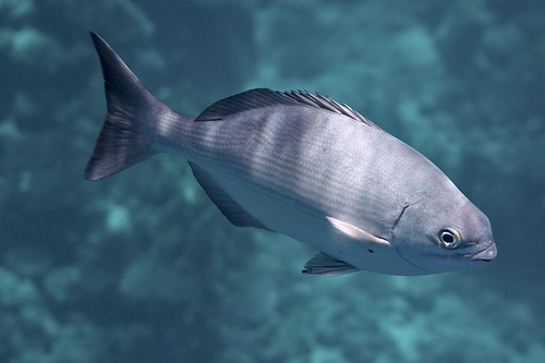 Bermuda sea chub (Kyphosus bigibbus) — Kyphosidae — 5