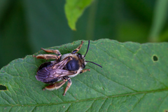 Eucera longicornis