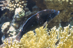 Anampses caeruleopunctatus