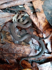 Hebius atemporalis