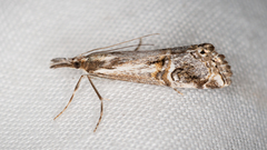 Hednota longipalpella