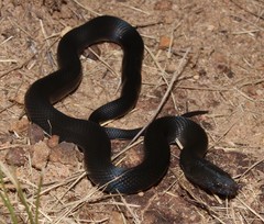 Black House Snake photo 4