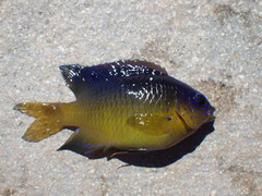 Stegastes leucostictus