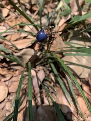 Ophiopogoneae