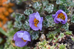 Paraquilegia anemonoides