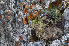 Paraquilegia anemonoides