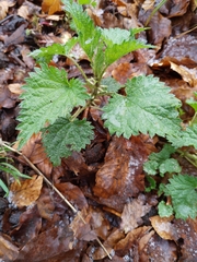 Urtica dioica
