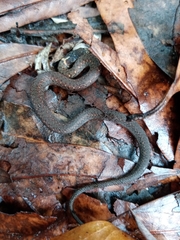 Hebius atemporalis