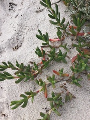 Carpobrotus virescens