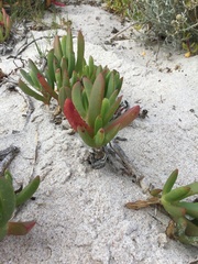 Carpobrotus virescens