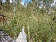 Themeda