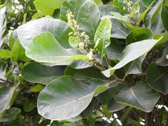 Semecarpus anacardium