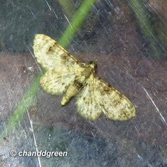 Gymnoscelis admixtaria