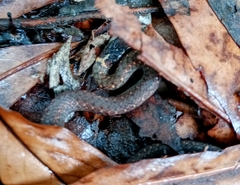Hebius atemporalis