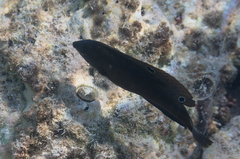 Halichoeres marginatus