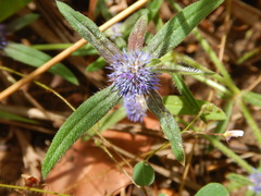 Spermacoce leptoloba