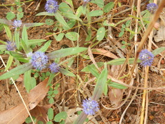 Spermacoce leptoloba