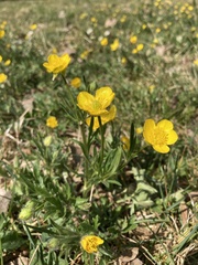 Ranunculus bulbosus