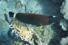 Pseudodax moluccanus
