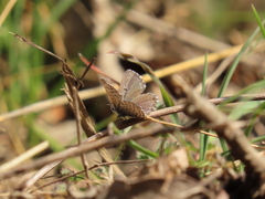 Pseudophilotes panoptes
