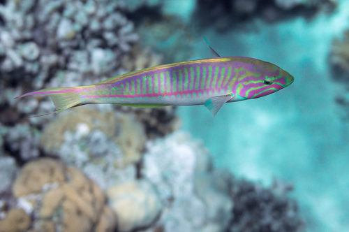 Klunzinger's Wrasse