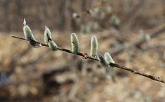 Salix gracilistyla